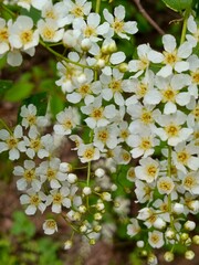 
Flowers, plants, inflorescences, stamen, pistil, greenery, flora, color, light, inflorescence, bud, plant growing