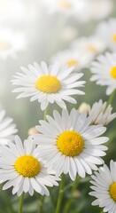 Photo of closeup of white daisies with yellow centers blooming in a sunny meadow, evoking a sense of spring and natures beauty