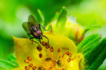 fly with pollen on its back on a yellow flower