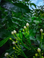 "Pure white amidst the green of nature."