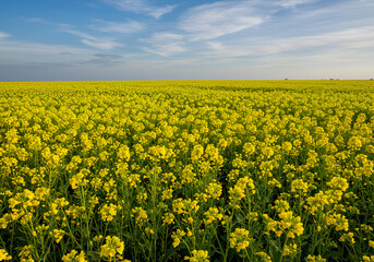 Obraz premium Field of Yellow Mustard Flowers Blooming in Sunny Weather