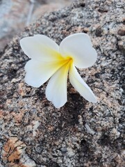 Beautiful frangipani blossoms on a stone, their white and yellow petals a symbol of tropical spring