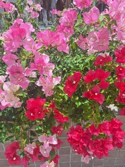 Beautiful pink hydrangea flowers blooming in a vibrant summer garden
