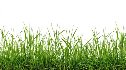 Large seamless green grass pattern on white background, fresh natural turf texture for eco design, gardening, landscaping, summer and spring nature, vibrant organic lawn detail
