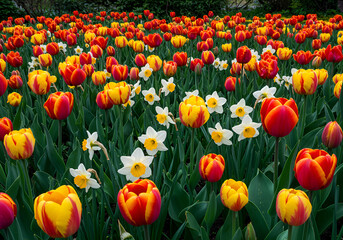 Fototapeta premium Vibrant Garden Filled with Colorful Tulips and Daffodils Blooms