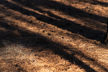 shadow and light on the ground covered with pine tree leaves