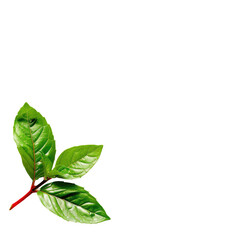 Obraz premium Lush green leaves, red stem, dark background; food, drink, nature, website design