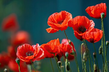 Obraz premium Scarlet Poppies in Bloom