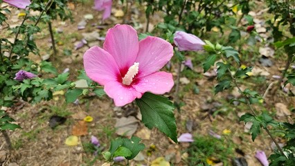 무궁화 꽃 클로즈업, 빗방울 맺힌 분홍색 꽃잎과 초록 잎사귀 / Hibiscus syriacus Pink Flower Close-up with Raindrops