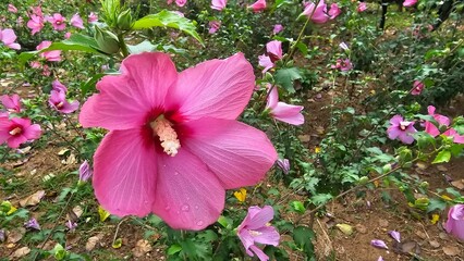 무궁화 꽃 클로즈업, 빗방울 맺힌 분홍색 꽃잎과 초록 잎사귀 / Hibiscus syriacus Pink Flower Close-up with Raindrops