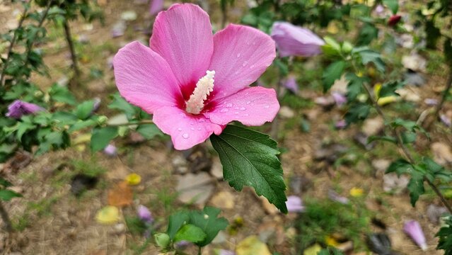 무궁화 꽃 클로즈업, 빗방울 맺힌 분홍색 꽃잎과 초록 잎사귀 / Hibiscus syriacus Pink Flower Close-up with Raindrops - Powered by Adobe
