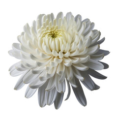 Chrysanthemum flower isolated on white background 