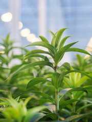 Single lily plant in sharp focus with warm greenhouse lighting creating beautiful bokeh background
