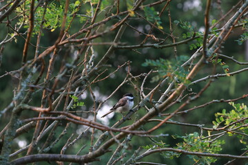 Black capped chickadee