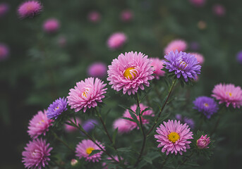 Fototapeta premium Delicate Pink and Purple Asters in Soft Focus Blooming Outdoors