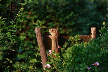 Curious chipmunk 