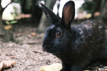 黒いうさぎ