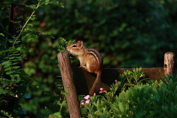 Perched Chipmunk