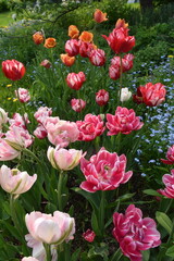 Tulips in the garden in spring, Sainte-Apolline, Québec, Canada