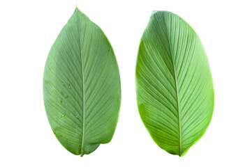 Fototapeta premium Turmeric leaf isolated with clipping path