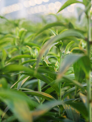 Close-up lily plant showing detailed leaf structure in greenhouse cultivation environment