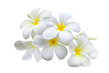 Plumeria Flower Cluster Cut Out on White Background