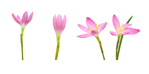 Fairy Lily Plant Isolated on White Background