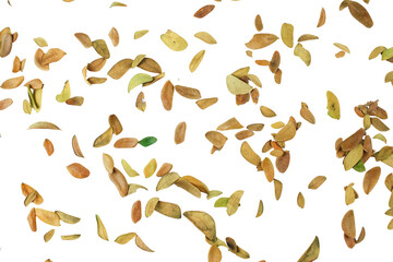 Dried Rain Tree Leaf Background Isolated