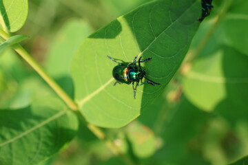 Japanese Beetle