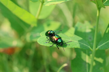 Beetles on Leaf