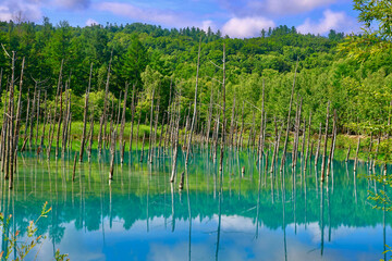 白金青い池・白い雲（北海道・美瑛町）