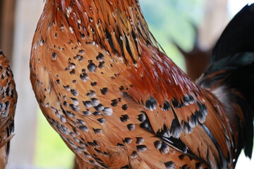 close up rooster