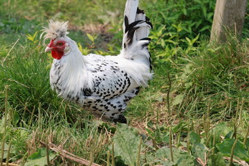 rooster in the grass