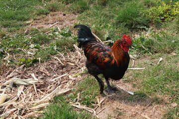 rooster in the farm