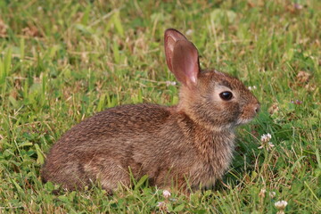Cottontail on grass