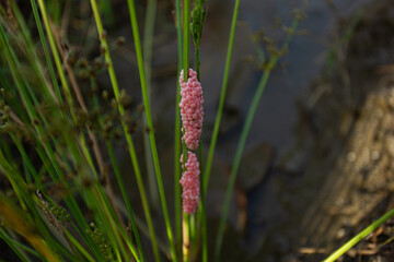 Close-up of pink apple snail eggs on a rice stalk in a field. Concept of invasive species and...