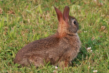 Alert Cottontail