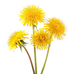 Dandelions, blooming, garden, spring, close-up, background, black, nature, floral, card