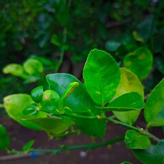 "A close-up of fresh green lime leaves and young fruit reveals a simple yet charming natural detail."