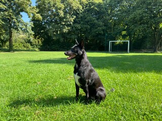 Black dog enjoying sunny day on green grass in park