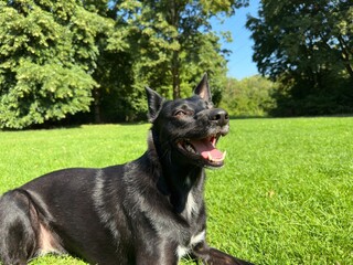 Black dog enjoying sunny day on green grass in park