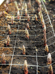 Lily shoots emerging from soil in systematic grid pattern showing early commercial cultivation stage