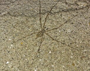 Camouflaged Spider on Rough Concrete Wall – Top View Macro Shot