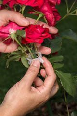 Hands of a person securing the stem of a red rose with a plastic clamp or clip. Dark red flowers and green leaves are visible in the foreground. The process of caring for plants in the garden.
