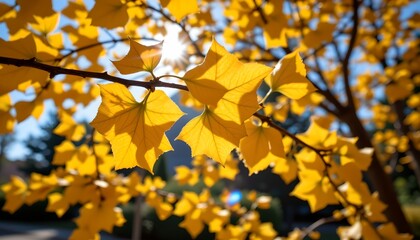 Obraz premium vibrant yellow autumn leaves scattered across a tree branch against a clear sky background