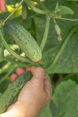 Human hands carefully hold ripe cucumbers growing on a vine. Cucumbers are green, with pimples. The image conveys the process of harvesting in a garden or vegetable garden.
