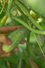 Human hands carefully hold ripe cucumbers growing on a vine. Cucumbers are green, with pimples. The image conveys the process of harvesting in a garden or vegetable garden.
