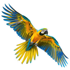 Fototapeta premium Blue-gold macaw in flight, rainforest background, wildlife photography, nature poster