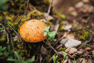 Wild Porcini edible mushroom in the forest