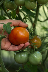 Human hands picking a ripe dark brown or burgundy tomato from a branch. The tomato is round and smooth. The image focuses on the harvesting process, demonstrating the ripeness of the fruit.